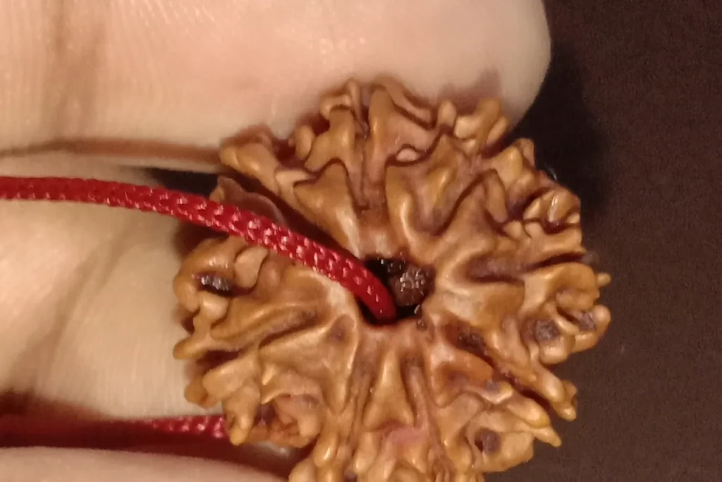 Close-up of a single eight-mukhi rudraksha bead from Nepal held between fingers, showing its deep natural grooves