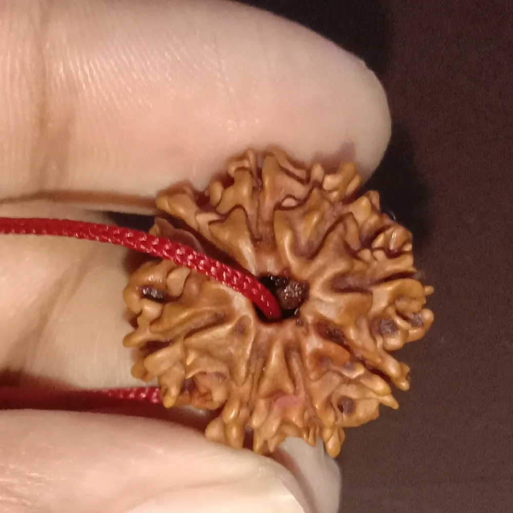A single rudraksha bead held between fingers, showing eight clefts running from pole to pole