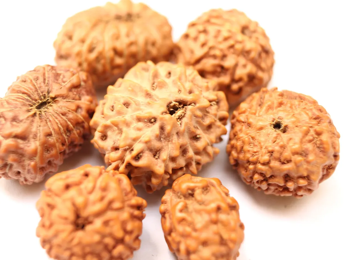 Several loose rudraksha beads showing deep natural grooves and drilled holes