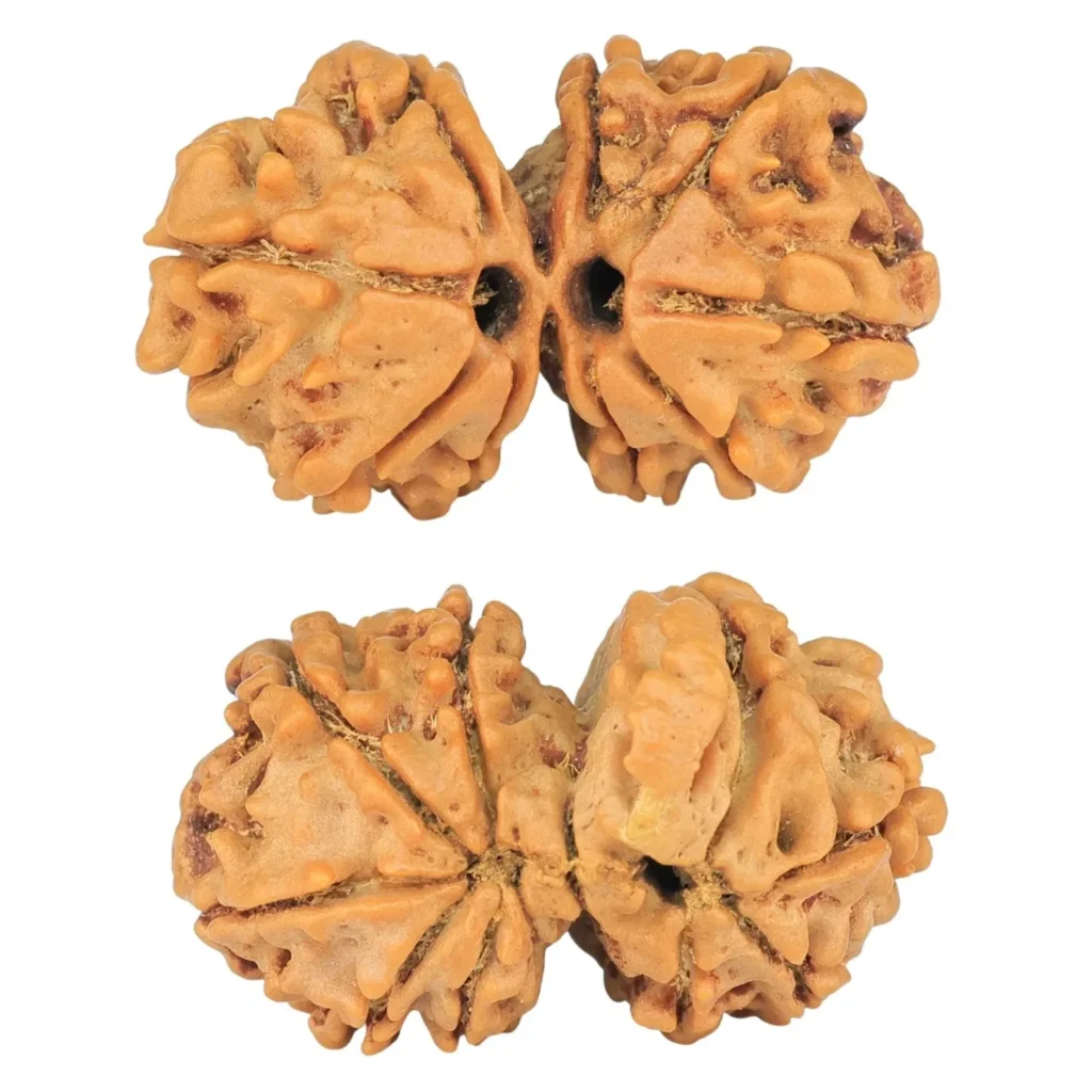 Two Gauri Shankar rudraksha, each made of two similar-sized beads naturally joined side by side