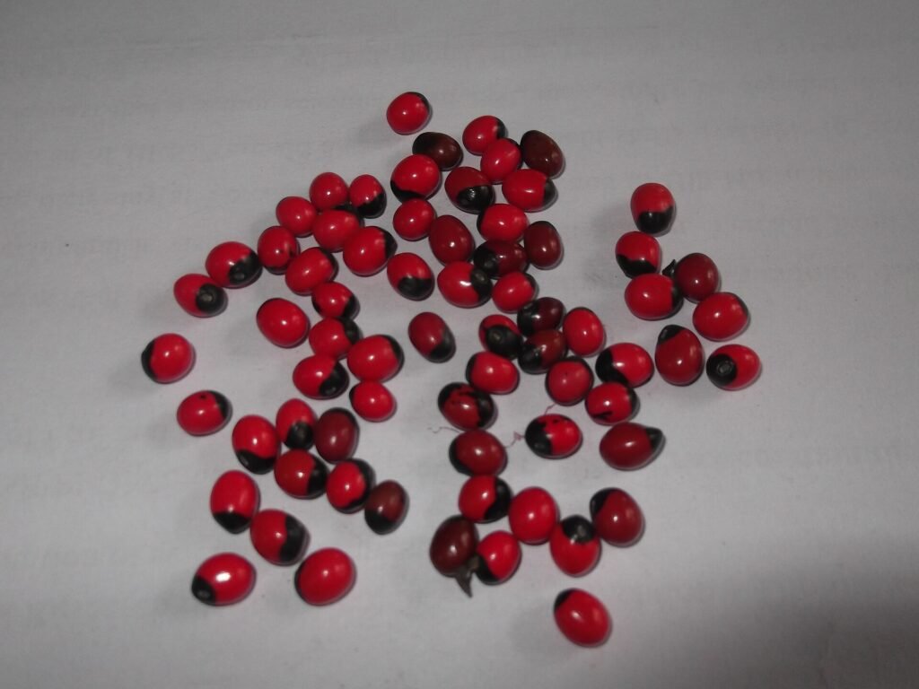 Bright red gunja (Abrus precatorius) seeds with black tips, the seed behind the traditional ratti weight