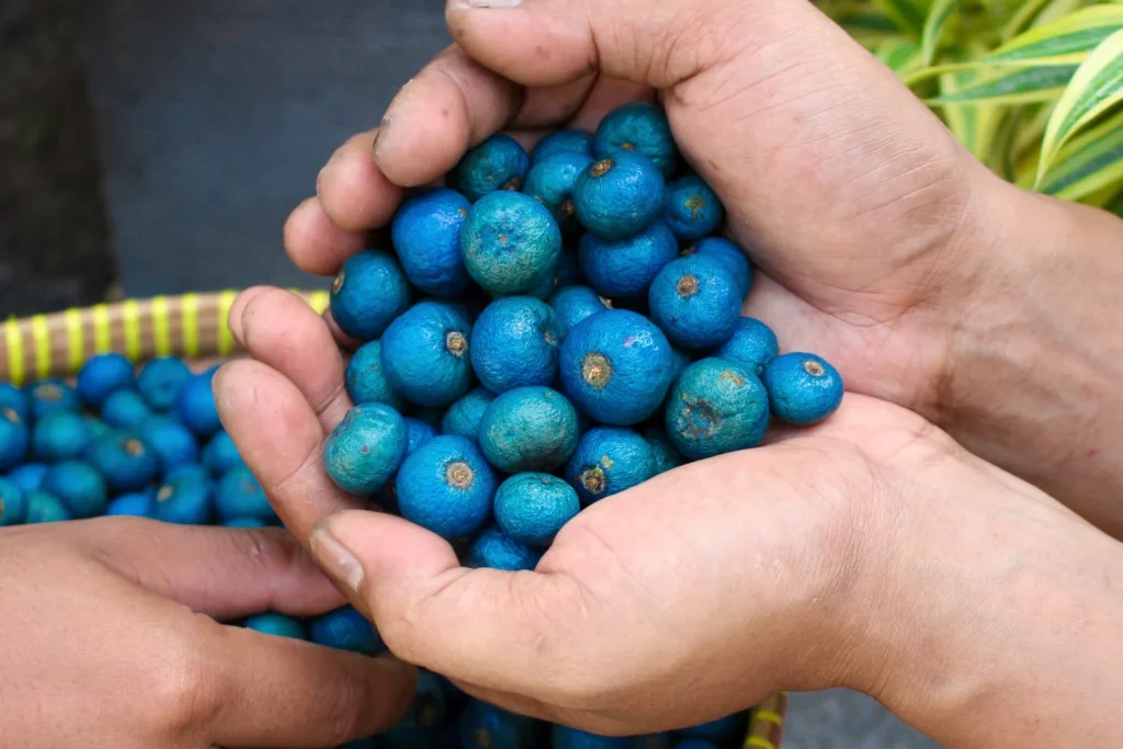 Freshly harvested blue rudraksha fruits held in cupped hands above a basket in Java, Indonesia