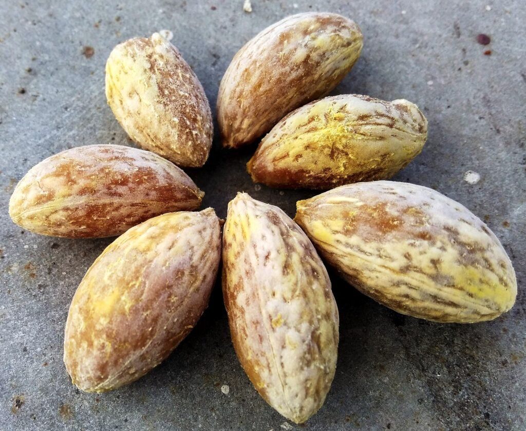 Seven mature seeds of Elaeocarpus serratus (Ceylon olive), the species one seller names as the source of half-moon beads