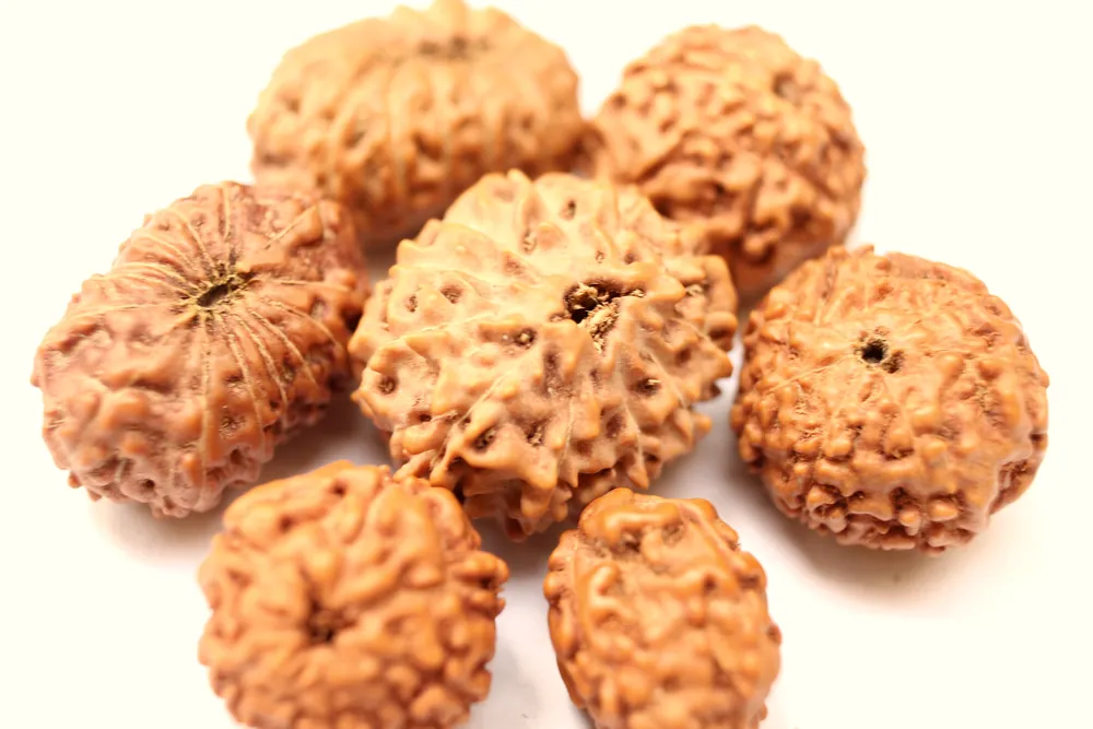Rudraksha X-ray test: what it shows, what it costs and where to get it